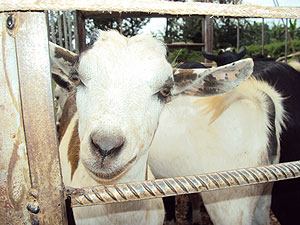 A stock of dairy goats meant for distribution in rural Kayonza. (Photo:  S. Rwembeho)