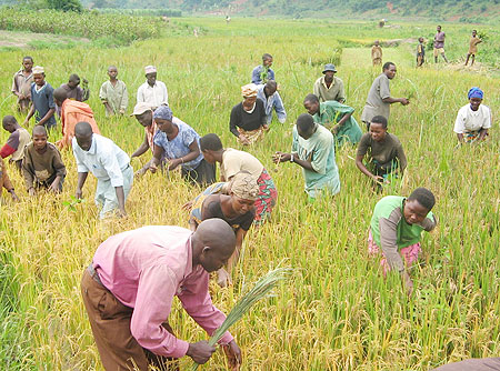  People harvesting rice (File Photo)
