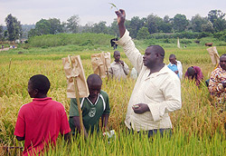 Rice growers selecting some of the seeds to be grown in Cyabayaga rice scheme. (Photo D Ngabonziza)