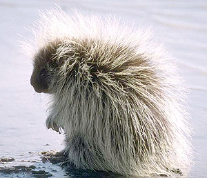Porcupines can sometimes get nasty with their spikes