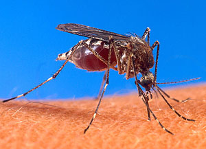 Mosquito bites can lead to malaria
