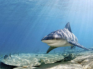 The bull shark is an aggressive sea creature