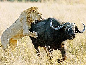 A strong lion taking down a buffalo, typical example of survival of the fittest. (net photo)