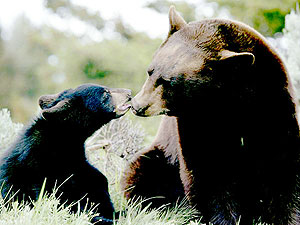 Mother black bears are notoriously protective of their cubs, who stay with their mothers for about two years.