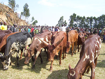 Residents admire cows donated by RDF at Mulindi playground (Photo: A.Gahene)
