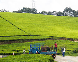 A tea estate in Rwanda (File Photo)