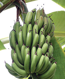 A ready to harvest banana fruit.(File photo)