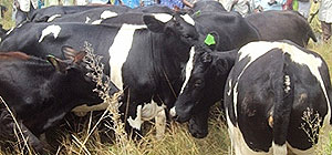 Some of the crossbreeds bought by Karama residents.Photo.D Ngabonziza