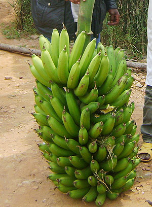  A ready to harvest banana fruit (File photo) 