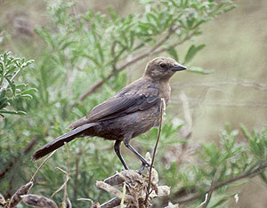 A Cowbird resting in the green