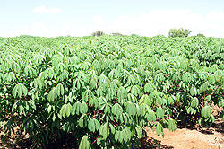 A mordern cassava plantation in Bugesera District. Researchers are set to embark on a study in an effort to ensure food security in the country (File Photo)