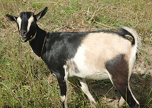 Residents of Rusizi  recieved livestock from Ntenyi Primary Shool .