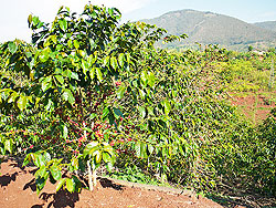 Coffee plantation (File photo)