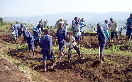 TIG convicts participate in communal work in Gicumbi district. (File Photo)