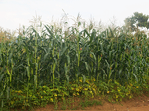 Maize Plantation in the outskirts of Kigali City. Government has pledged to support farmers in Muhanga to increase maize output (File Photo)