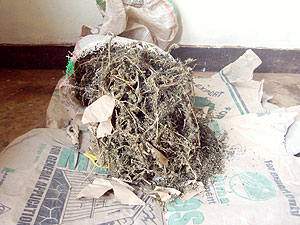 The Marijuana that was impounded yesterday (Photo / S. Rwembeho)