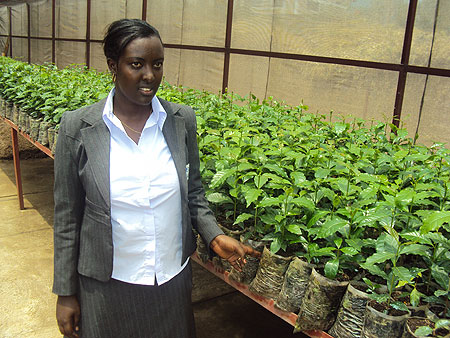 Researcher Esperance Munganyika of ISAR showing the improved  coffee seedlings that were produced from the tissue culturing .(Photo by JP Bucyensenge)