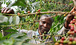 A farmer picks coffee bean. Better varieties will be available to them through ISAR research.