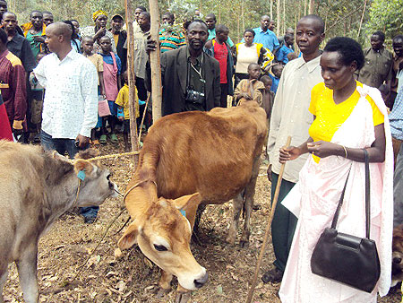 All the cows were donated to women beneficiaries.Photo B Mukombozi