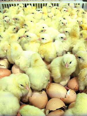 The chicks are said to be in short supply