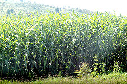 Maize plantation (File photo)