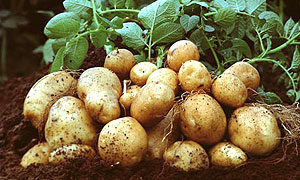 Extension services aim at improving food production