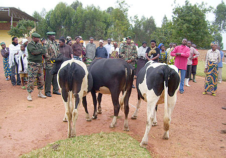 Residents admire cows donated to them by RDF on Wednesday. (Photo: A. Gahene)