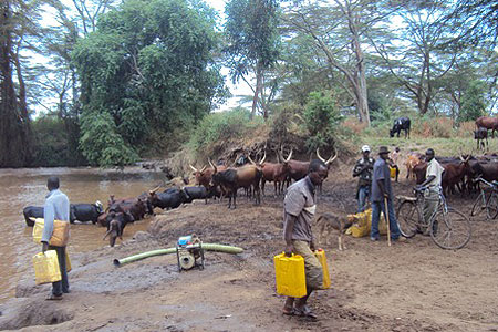 Local breeds seeking water at Umuvumba River in Nyagatare district. (Photo D Ngabonziza)