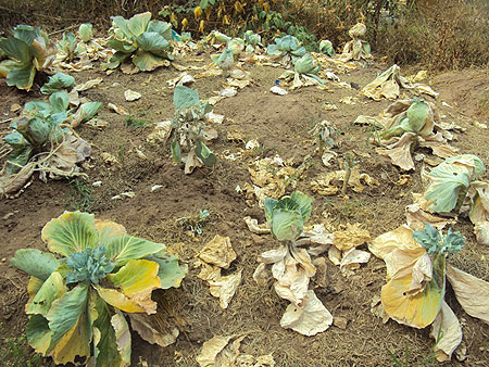 Some of the food crops affected by the dry spell (photo D.Sabiiti)