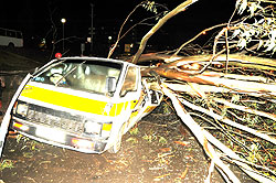 The tree that fell on a passenger van, instantly killed three people.  (Photo: T. Kisambira)