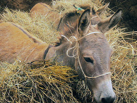 A demonstration of use of donkeys for transport in Gahegeri. (Photo: S. Rwembeho)