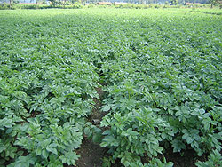 An Irish Potato plantation. RADA has assured of timely distribution of seeds for better yield (File Photo)
