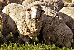 The government has announced that plans are underway to extensively produce wool in the country