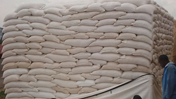 Some of the maize stocks that were harvested by Nyagatare farmers (Photo: D. Ngabonziza)