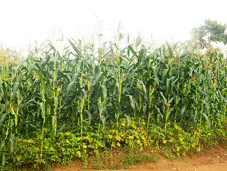 Quality food crop seeds are being distributed to farmers (File photo)
