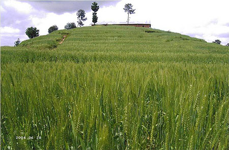 A Wheat farm in Uwinkingi Sector, farmers have no where to sell their produce (File photo)