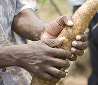 Harvested cassava (file photo)