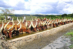 Inyambo, the tradional breed (file photo)