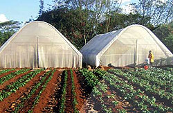 A photo illustrating the a type of greenhouse to be introduced (Courtsey Photo)