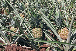 Cooperatives in Nyagatare district have been advised to produce more pineapples