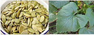 L-R : pumpkin seeds ; pumpkin-leaves