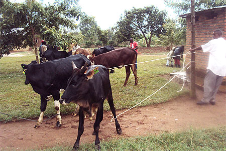 Beneficiaries of the one  cow per family receiving the their donations. Photo S. Rwembeho