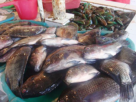 Fish can boost both health and economic patterns. Net photo.