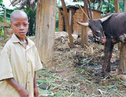 Eight-year-old Manasseh with one of the cows that his father Jean de Dieu bought using proceeds of seeds provided by World Vision. (Courtesy photo)