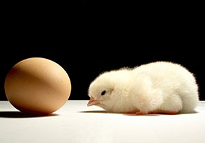 In chicken and egg puzzle