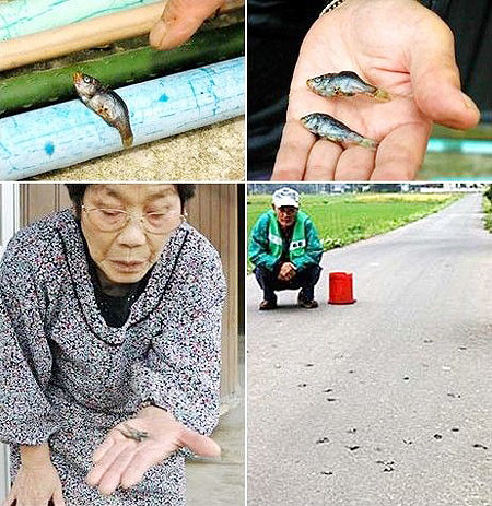  Tadpole and Fish rain was reported in Japan.