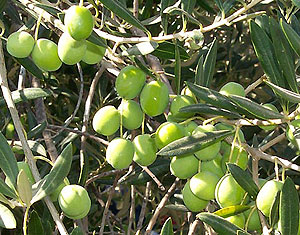 Olives