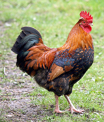 The cock crowed like an alrm clock.