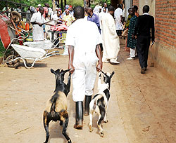 A man leads goats to a slaughter house in Nyabugogo for the Eidi Adhuha sacrifice yesterday. (Photo; J. Mbanda)