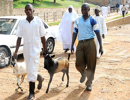 A Man leads Goats to a slaughter house in Nyabugogo for the Eidi Adhuha sacrifice on Tuesday. (Photo J Mbanda)